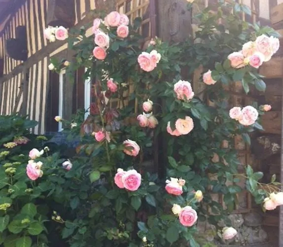 Alojamento de Acomodação e Pequeno-almoço A La Bergerie 3*